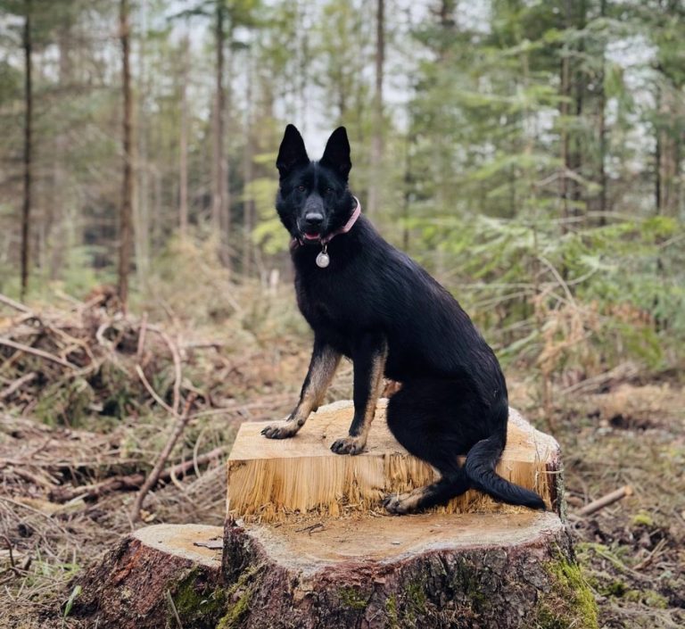 Schwarzer Hund sitzt auf einem Baumstumpf im Wald zwischen Bäumen.